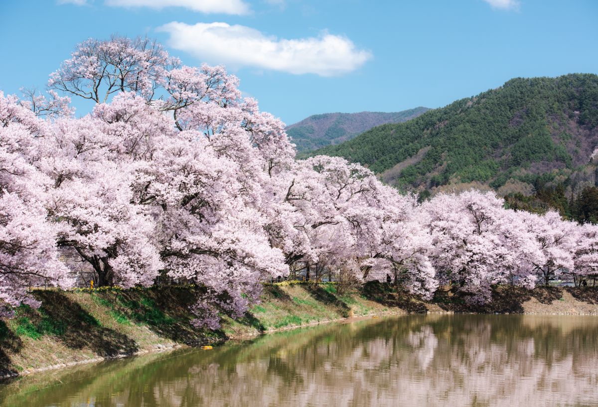 南信州の桜旅　六道の堤